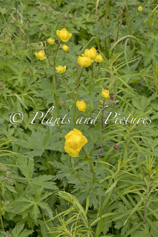 Trollius europaeus