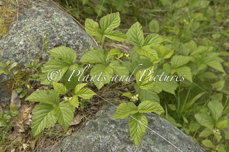 Rubus saxatilis