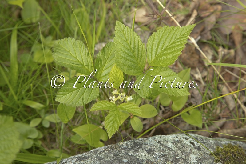 Rubus saxatilis