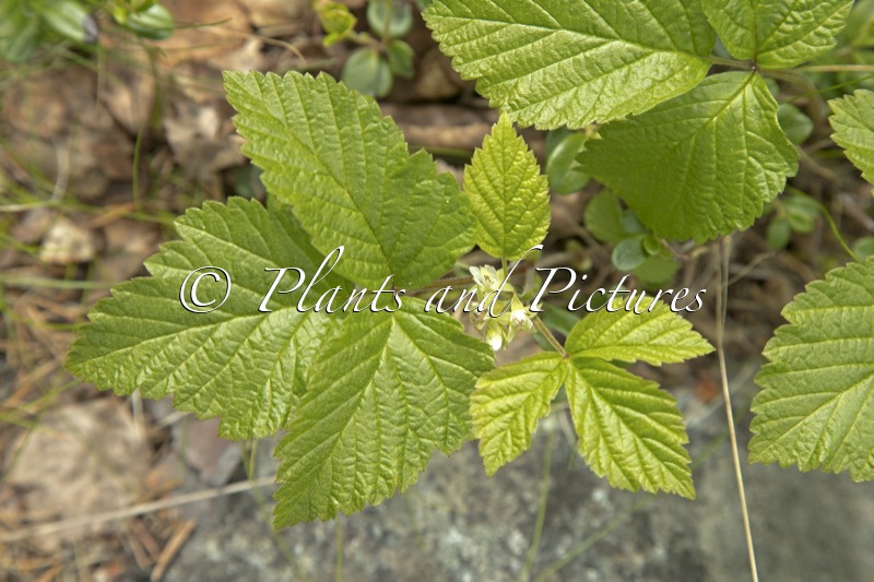 Rubus saxatilis