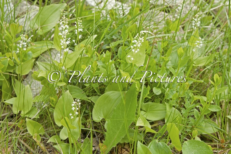 Maianthemum bifolium