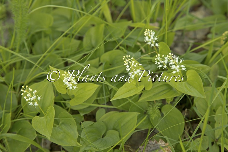 Maianthemum bifolium