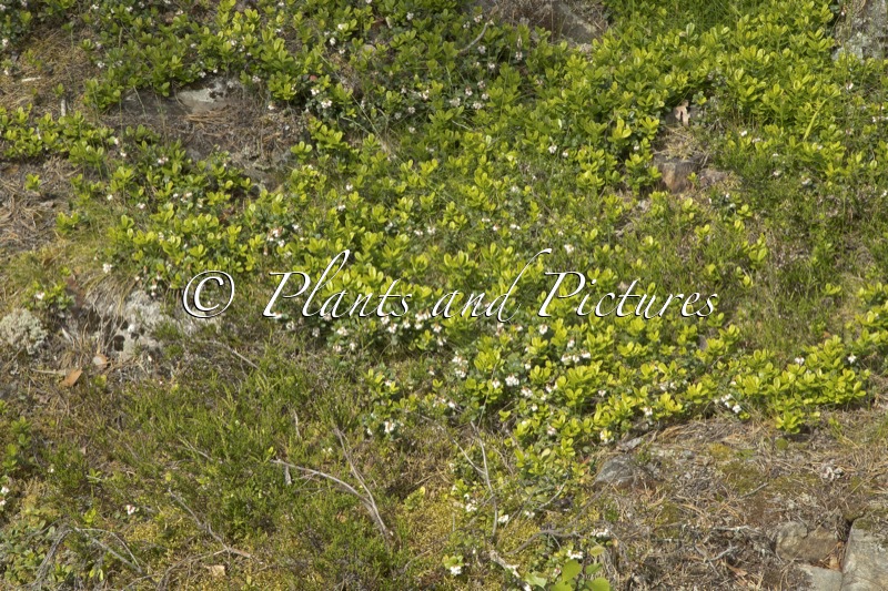 Vaccinium vitis-idaea