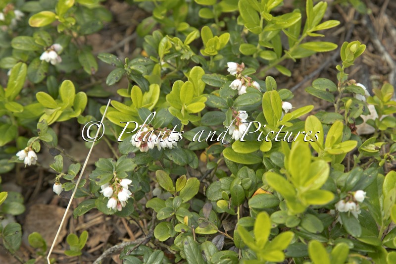 Vaccinium vitis-idaea