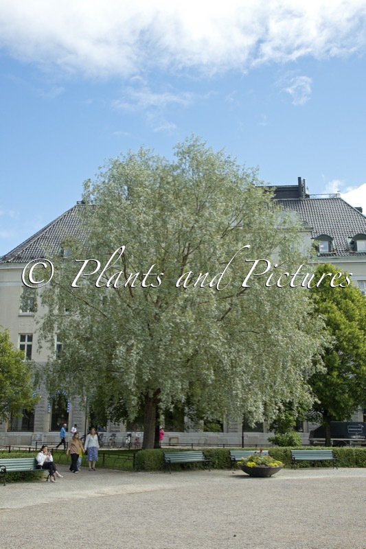 Salix alba ‘Sibirica’