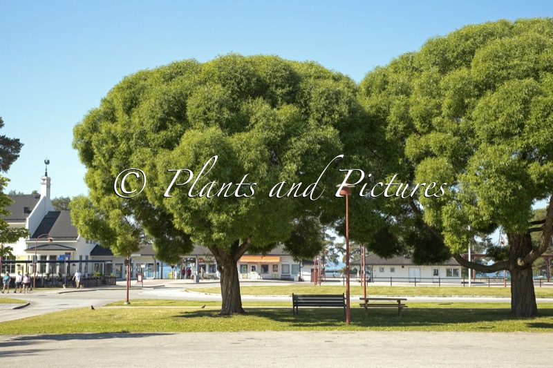 Salix rubens ‘Bullata’
