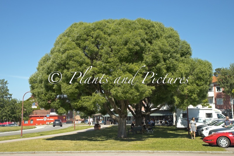Salix rubens ‘Bullata’