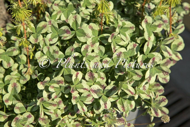 Trifolium repens ‘Dragon’s Blood’
