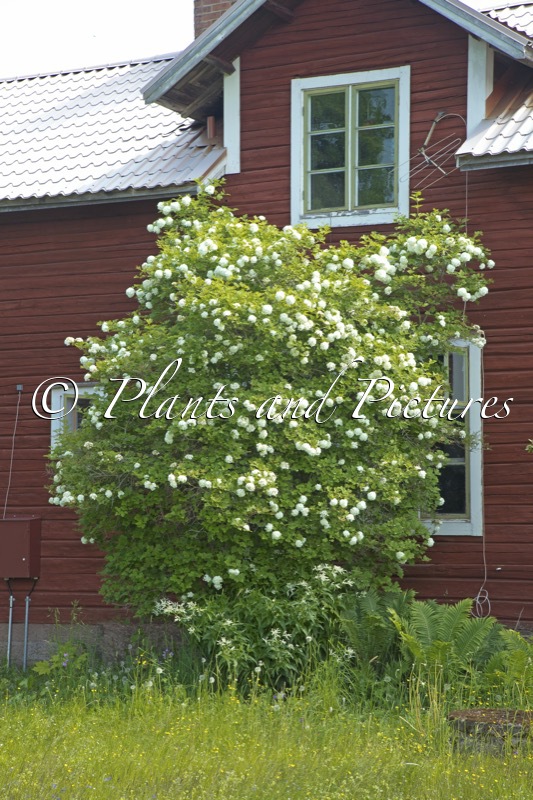 Viburnum opulus ‘Roseum’