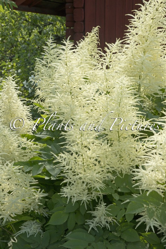 Aruncus dioicus
