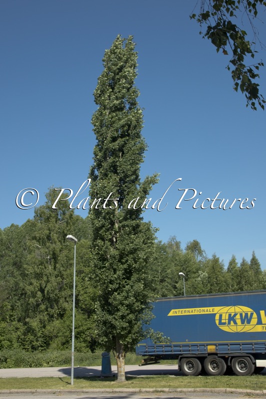 Populus tremula ‘Erecta’