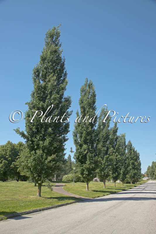 Populus tremula ‘Erecta’