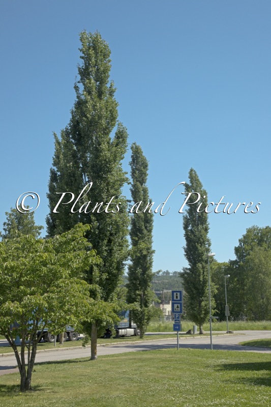 Populus tremula ‘Erecta’