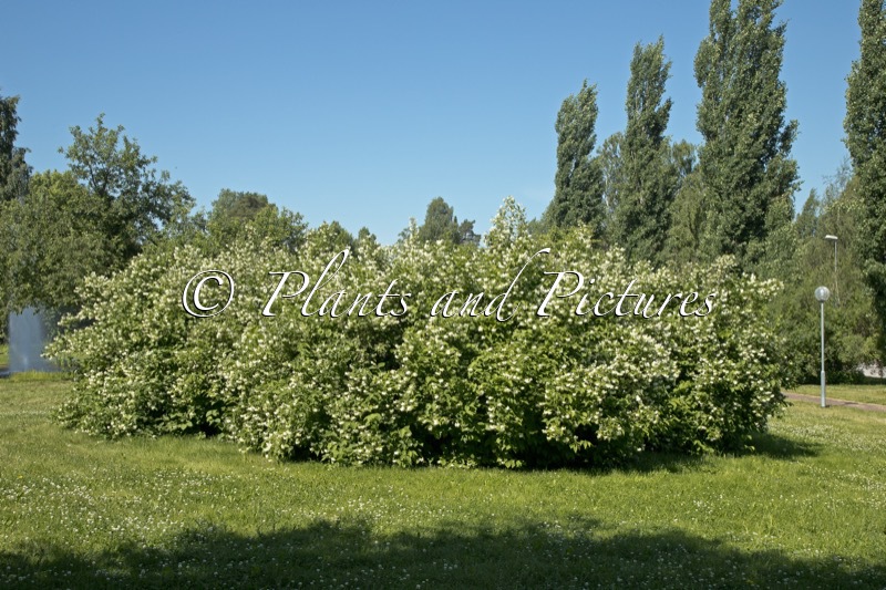 Philadelphus ‘Virginal’