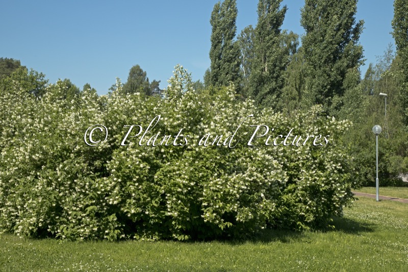 Philadelphus ‘Virginal’