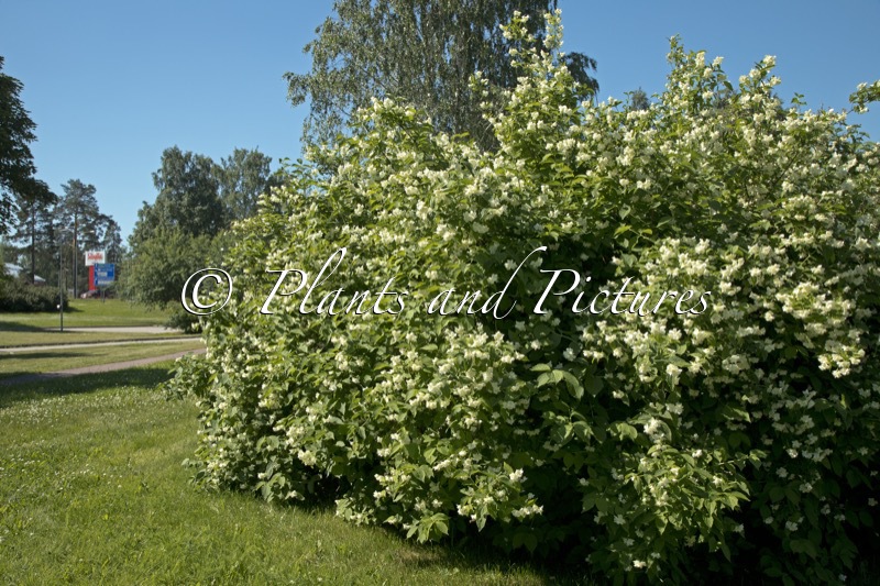 Philadelphus ‘Virginal’