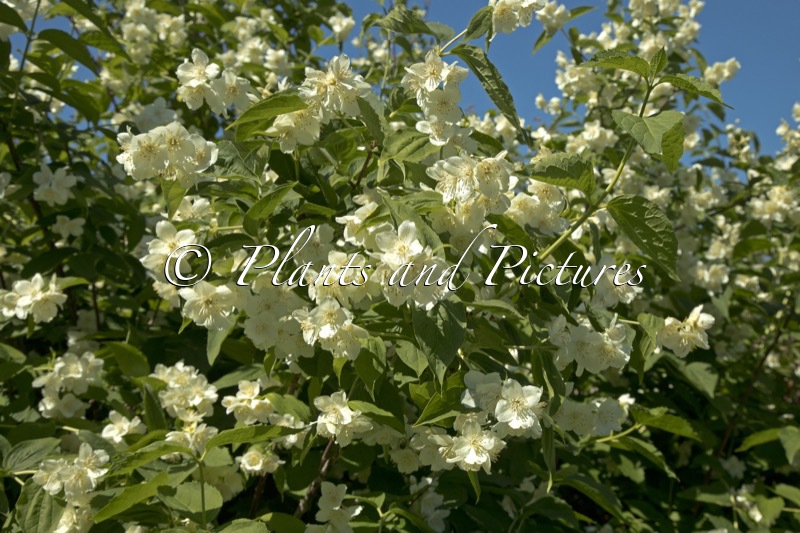 Philadelphus ‘Virginal’