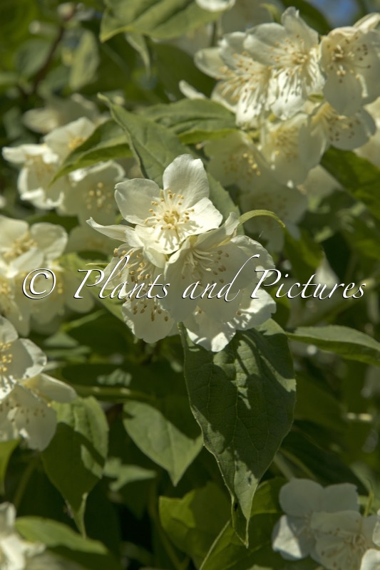 Philadelphus ‘Virginal’