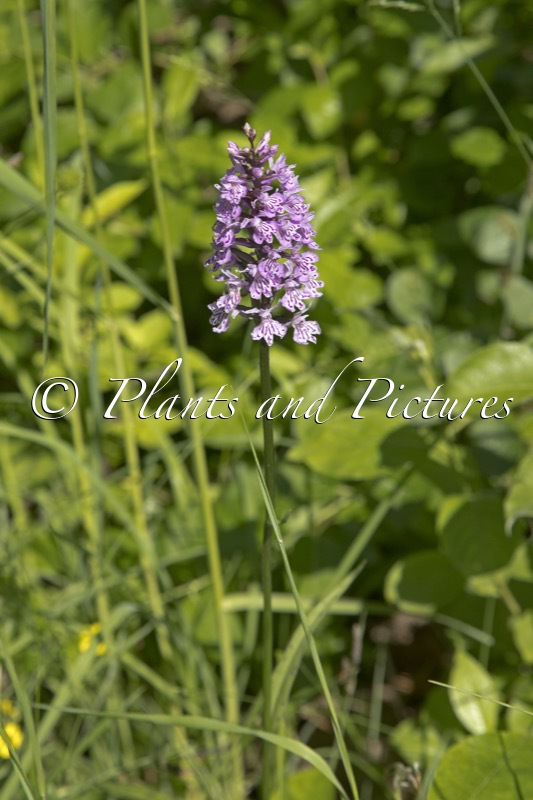 Dactylorhiza maculata subsp. fuchsii
