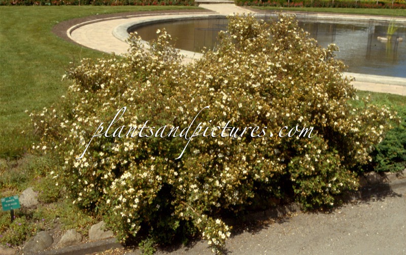 Potentilla fruticosa var. veitchii