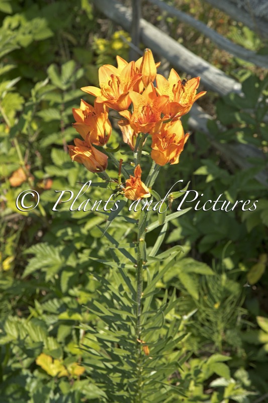 Lilium bulbiferum var. bulbiferum