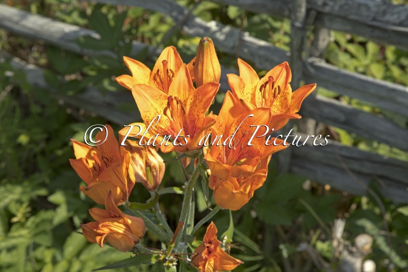 Lilium bulbiferum var. bulbiferum