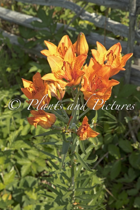 Lilium bulbiferum var. bulbiferum