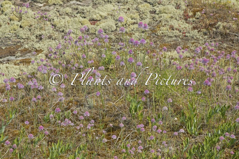 Allium schoenoprasum