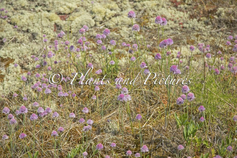 Allium schoenoprasum