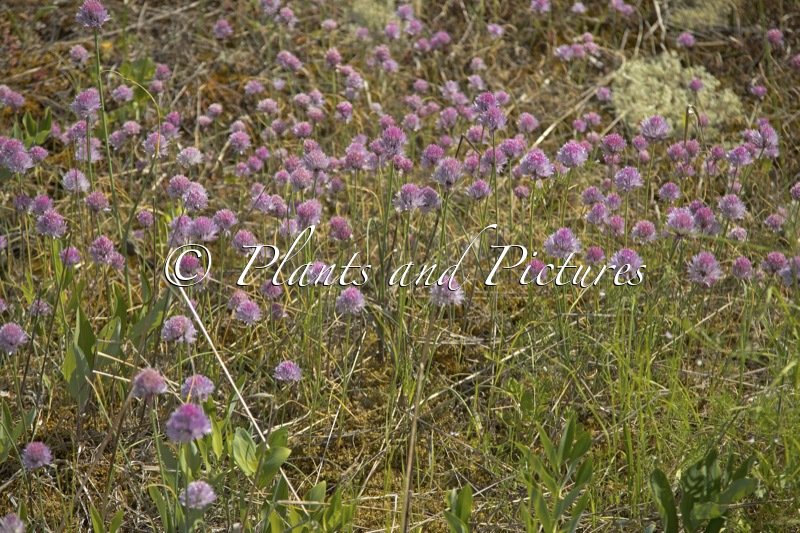 Allium schoenoprasum