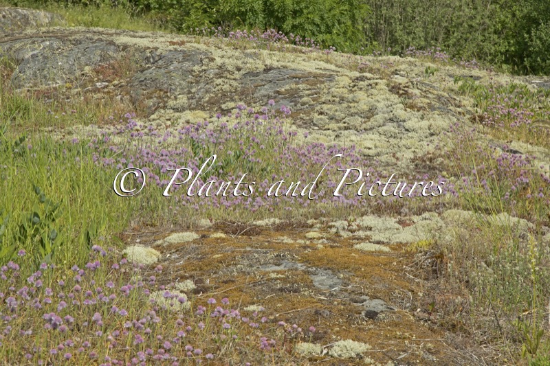 Allium schoenoprasum