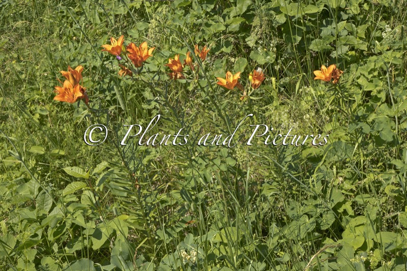 Lilium bulbiferum var. bulbiferum