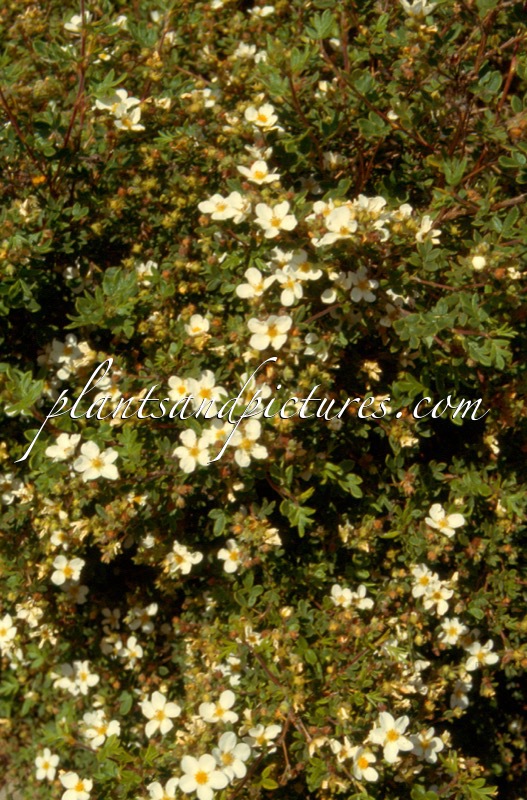 Potentilla fruticosa var. veitchii