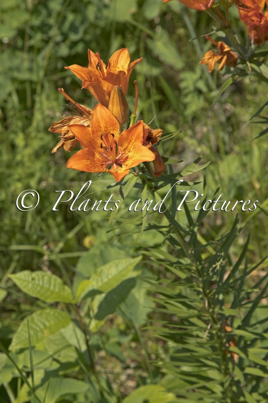 Lilium bulbiferum var. bulbiferum