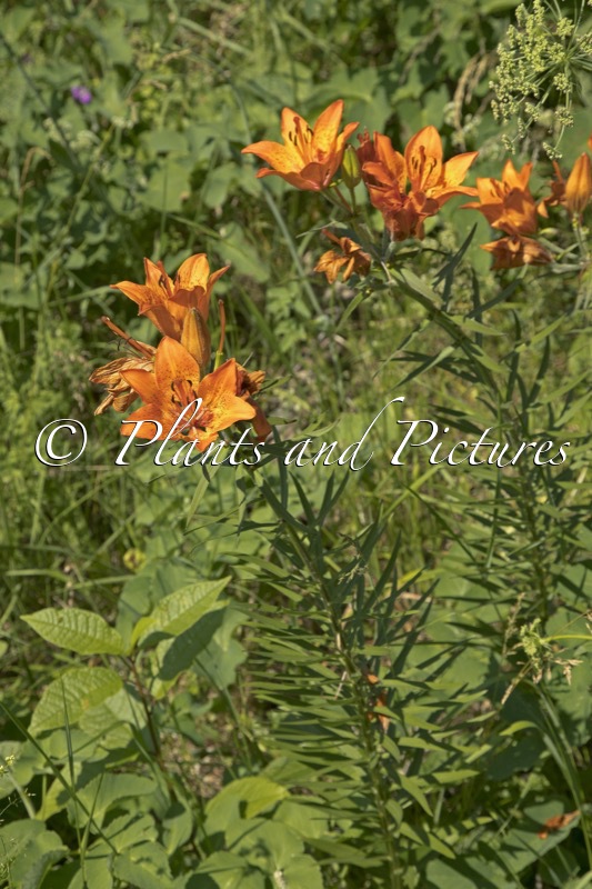 Lilium bulbiferum var. bulbiferum