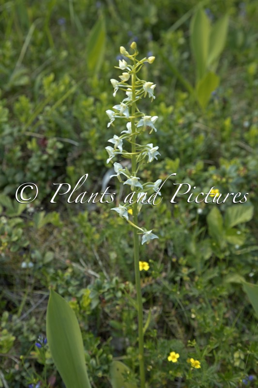 Platanthera chlorantha