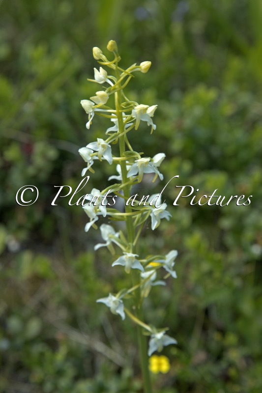 Platanthera chlorantha