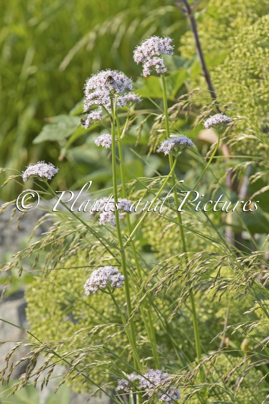 Valeriana officinalis