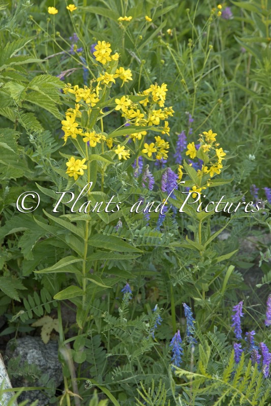 Lysimachia vulgaris