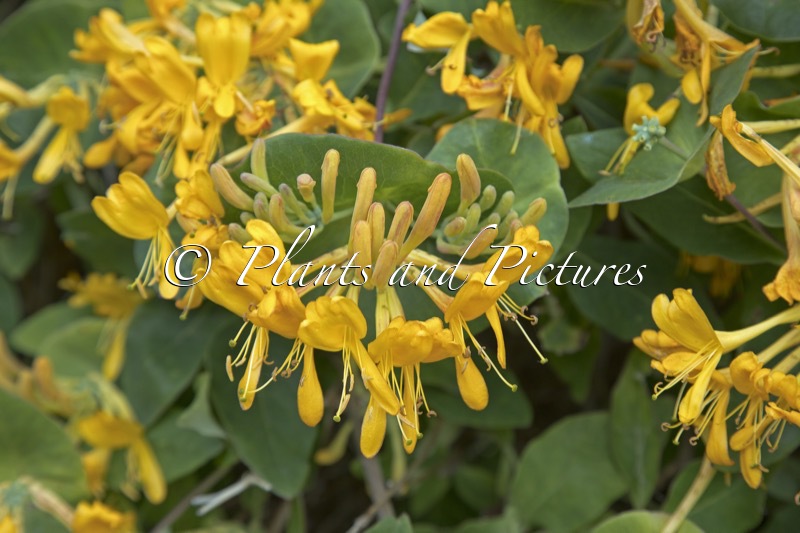 Lonicera tellmanniana