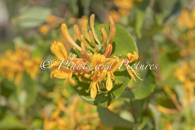 Lonicera tellmanniana