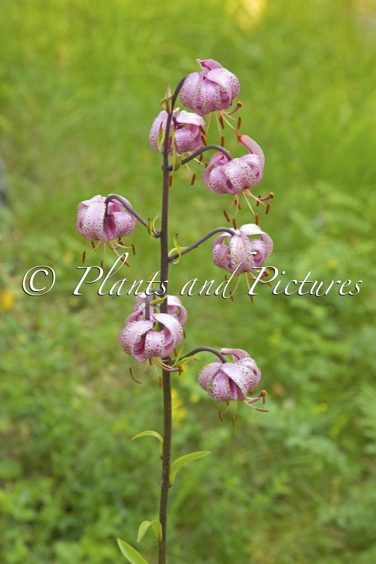 Lilium martagon