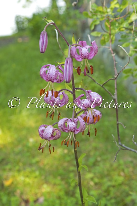 Lilium martagon