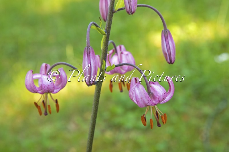 Lilium martagon