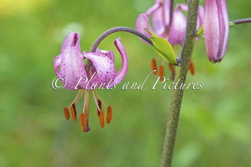 Lilium martagon