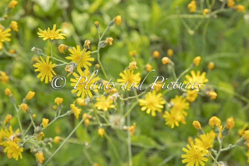 Crepis paludosa