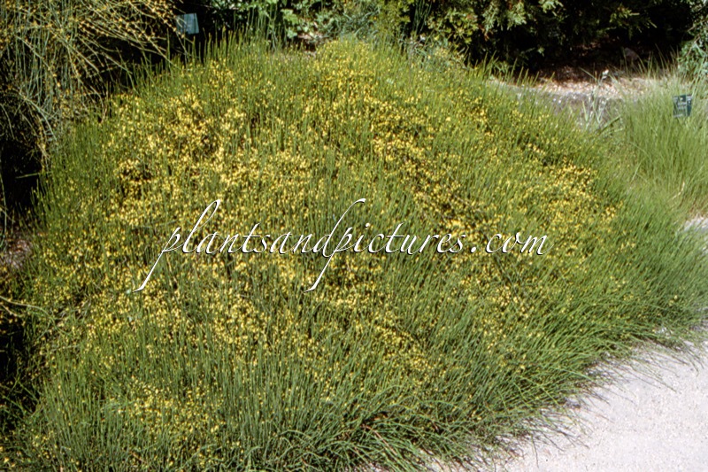 Ephedra americana var. andina