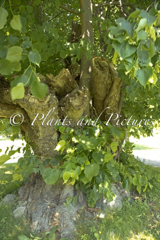 Tilia cordata
