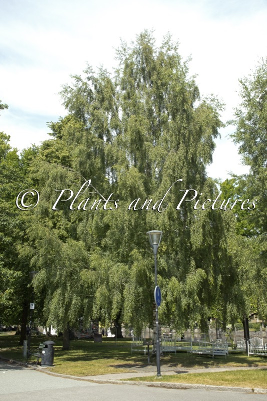 Betula pendula ‘Laciniata’