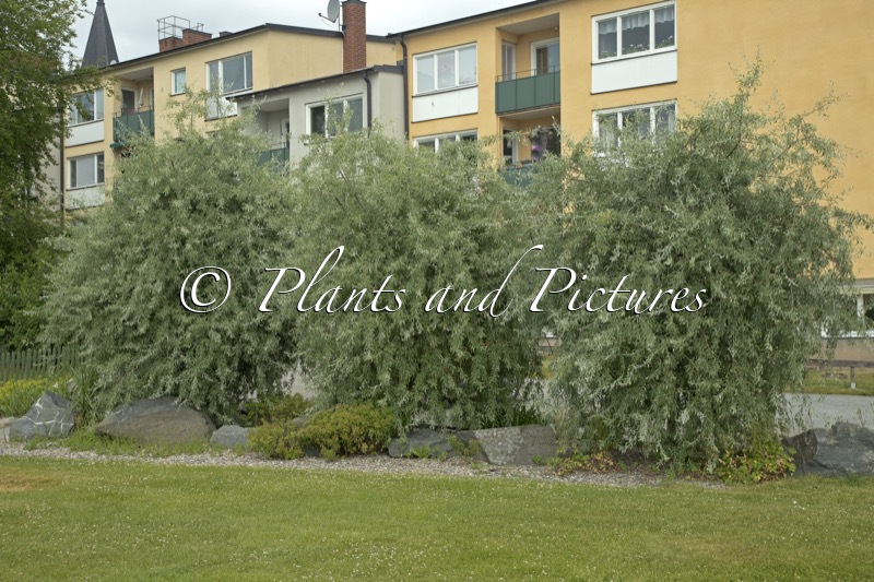 Pyrus salicifolia ‘Pendula’